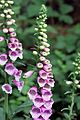 Roter Fingerhut (Digitalis purpurea)