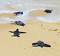 Leatherback sea turtle