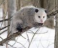 Image 5 Virginia Opossum Photo credit: Cody Pope The Virginia Opossum (Didelphis virginiana) is the only marsupial found in North America. A solitary and nocturnal animal about the size of a domestic cat, it is a successful opportunist and is found throughout North America from coast to coast (introduced to California in 1910), and from Central America and Mexico to southern Canada. More selected pictures