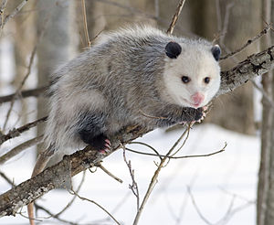 버지니아주머니쥐(Didelphis virginiana)