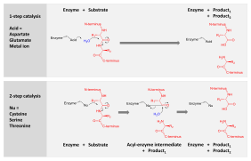 Protease