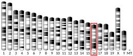 Chromosome 16 (souris)