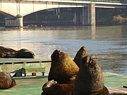 Otaria flavescens en ciudad de Valdivia, Chile.