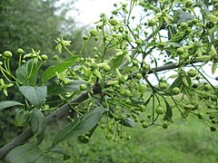 Flores e folhas de Euonymus europaeus.