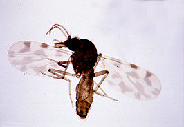 Culicoides imicola