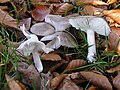 Tricholoma terreum