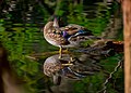 Wood duck in Toronto