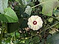 Hewittia scandens