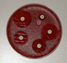 Teste de resistência a anti-bióticos com Moraxella catarrhalis