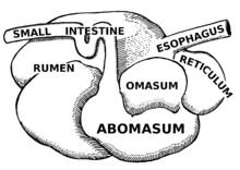 Abomasum (PSF).png