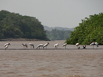 Refugio de Vida Silvestre Cipancí. Comprende la parte baja de la cuenca del río Bebedero y la boca del río Tempisque. Protege los manglares ribereños con abundante avifauna, camarones y peces. El puente de La Amistad sobre el río Tempisque se encuentra dentro de este refugio, y desde él se pueden observar cocodrilos.