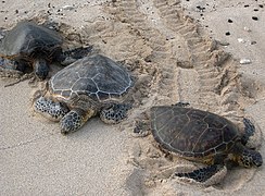 Les « montées » laissent des traces caractéristiques dans le sable.