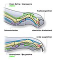 Katzenkralle und ihre Biomechanik