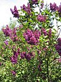 Lilas - Syringa vulgaris