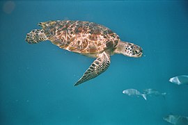 Chelonia mydas îles Similan, Thaïlande