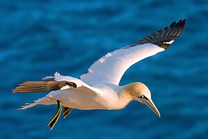 Photograph of an adult northern gannet in flight above clear blue waters in Heligoland