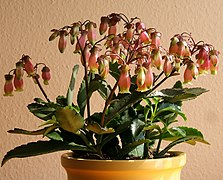 Kalanchoe miniata