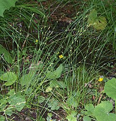 Description de l'image Carex remota 3.jpg.