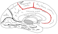 Cingulate sulcus defines the boundaries of the paracentral lobule.