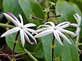 பின்னால் இளஞ்சிவப்பு Jasminum nitidum