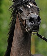 gros plan sur la tête d'un cheval, vue de face.