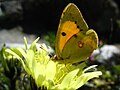 Le Souci (Colias croceus)