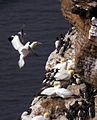 Gansos-patola em Helgoland