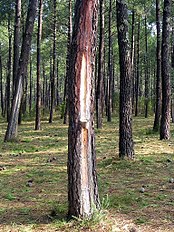 Resin harvesting, Les Landes, France