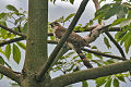 Large hawk-cuckoo