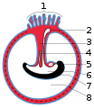 Diagram illustreer 'n later stadium in die ontwikkeling van die naelstring. 1 Plasentale villi 2 Dooiersak 3 Naelstring 4 Allantois 5 Hart 6 Spysverteringsbuis 7 Embrio 8 Amniotiese holte