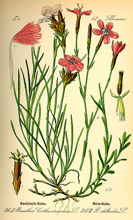 Dianthus carthusianorum en Dianthus deltoides