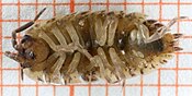 Tu goles Porcellio scaber