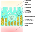 proximale Tubuluszelle