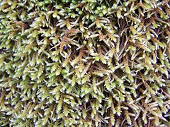 Moss on Roxy Ann Peak