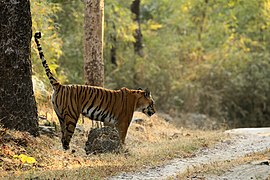 Tiger (Panthera tigris)