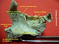 Frontal process of maxilla