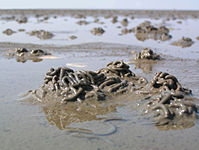 Kothaufen des Wattwurms bei Niedrigwasser im Schleswig-Holsteinischen Wattenmeer.