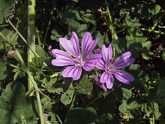 Sovaĝa malvo (malva sylvestris)