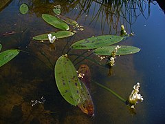 Aponogeton distachyos (Aponogetonaceae)