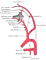 Diagramme montrant les principales branches des artères carotides.