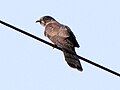 Grey-bellied cuckoo