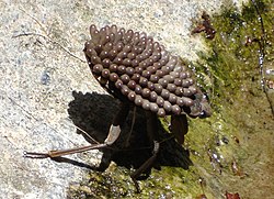 Abedus indentatus male with eggs on its back