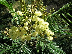 Fleurs d'Acacia mearnsii.