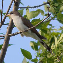 Gulnebbgauk Coccyzus americanus