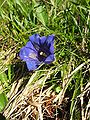 Բոգ կամ Օձասխտոր (Gentiana acaulis)