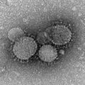 Middle East respiratory syndrome-related coronavirus (MERS-CoV)