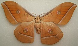 Antheraea pernyi