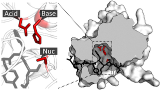 Catalytic triad