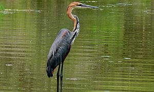 Parc national Kruger, Afrique du Sud