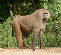 Image 3 Olive baboon Photo: Muhammad Mahdi Karim The olive baboon (Papio anubis) is an Old World monkey found in 25 countries throughout Africa, making it the most widely ranging of all baboons. It is named for its coat, which, at a distance, is a shade of green-grey. At closer range, its coat is multi-colored, due to rings of yellow-brown and black on the hairs. It is omnivorous, finding nutrition in almost any environment, and able to adapt with different foraging tactics. More selected pictures